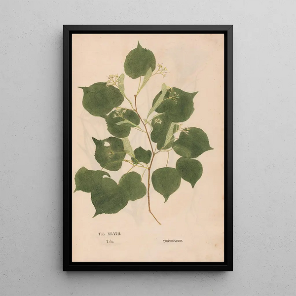 Ectypa vegetabilium Pl048 - Christian Gottlieb Ludwig — quadro incorniciato alla parete