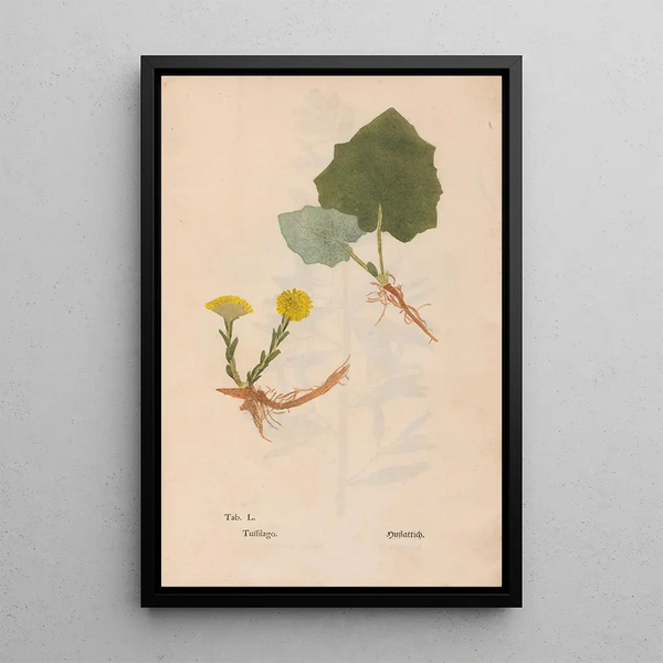 Ectypa vegetabilium Pl050 - Christian Gottlieb Ludwig — quadro incorniciato alla parete