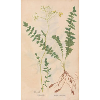 Christian Gottlieb Ludwig - Ectypa vegetabilium Pl060.webp