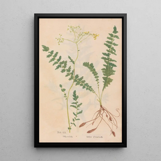 Christian Gottlieb Ludwig - Ectypa vegetabilium Pl060.webp