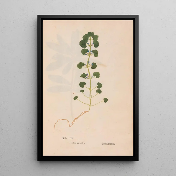 Ectypa vegetabilium Pl062 - Christian Gottlieb Ludwig — quadro incorniciato alla parete