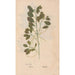 Ectypa vegetabilium Pl069 - Christian Gottlieb Ludwig — vista dell’opera