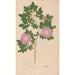 Riproduzione del dipinto Ectypa vegetabilium Pl070 - Christian Gottlieb Ludwig