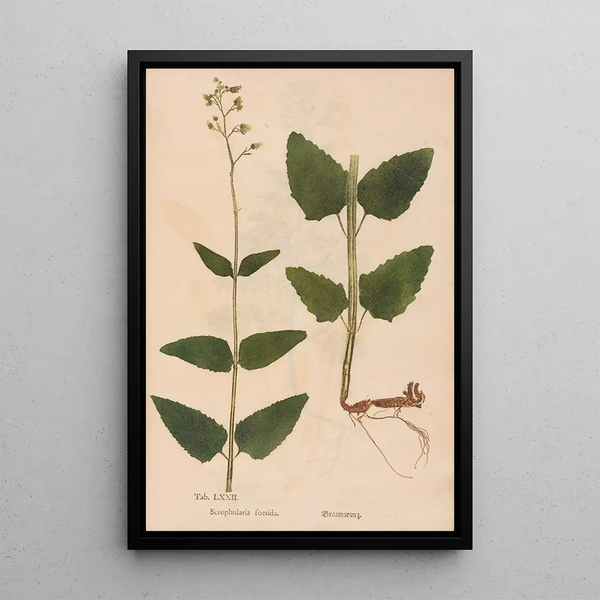 Riproduzione del dipinto Ectypa vegetabilium Pl072 - Christian Gottlieb Ludwig