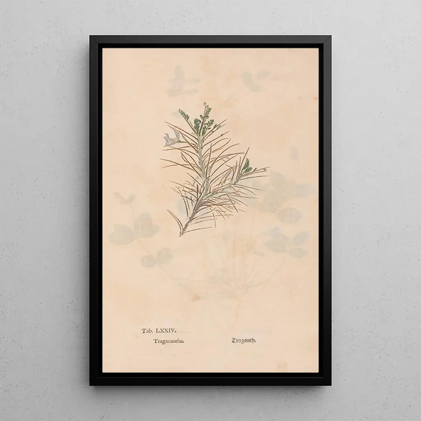 Ectypa vegetabilium Pl074 - Christian Gottlieb Ludwig — quadro incorniciato alla parete