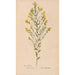 Reproduktion des Gemäldes Ectypa vegetabilium Pl084 - Christian Gottlieb Ludwig