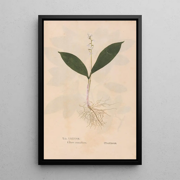 Ectypa vegetabilium Pl087 - Christian Gottlieb Ludwig — quadro incorniciato alla parete