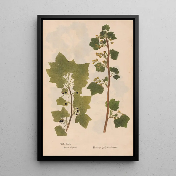Ectypa vegetabilium Pl091 - Christian Gottlieb Ludwig — quadro incorniciato alla parete