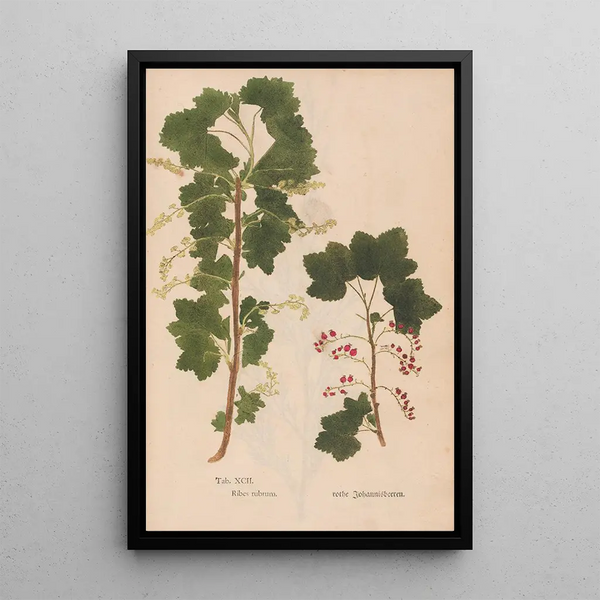 Riproduzione del dipinto Ectypa vegetabilium Pl092 - Christian Gottlieb Ludwig