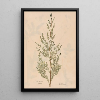 Christian Gottlieb Ludwig - Ectypa vegetabilium Pl093.webp