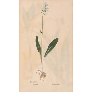 Christian Gottlieb Ludwig - Ectypa vegetabilium Pl095.webp