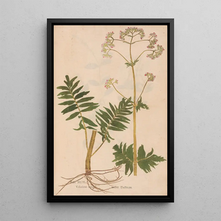 Christian Gottlieb Ludwig - Ectypa vegetabilium Pl099.webp