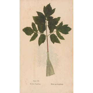 Christian Gottlieb Ludwig - Ectypa vegetabilium Pl103.webp