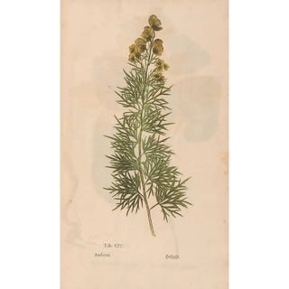 Christian Gottlieb Ludwig - Ectypa vegetabilium Pl104.webp