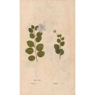 Christian Gottlieb Ludwig - Ectypa vegetabilium Pl107.webp