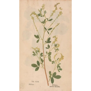 Christian Gottlieb Ludwig - Ectypa vegetabilium Pl113.webp