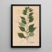 Ectypa vegetabilium Pl115 - Christian Gottlieb Ludwig — gerahmtes Bild an der Wand