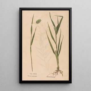 Christian Gottlieb Ludwig - Ectypa vegetabilium Pl117.webp