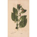 Riproduzione del dipinto Ectypa vegetabilium Pl128 - Christian Gottlieb Ludwig