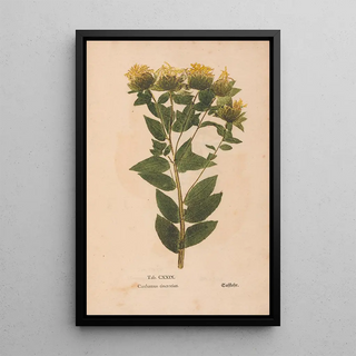 Christian Gottlieb Ludwig - Ectypa vegetabilium Pl129.webp