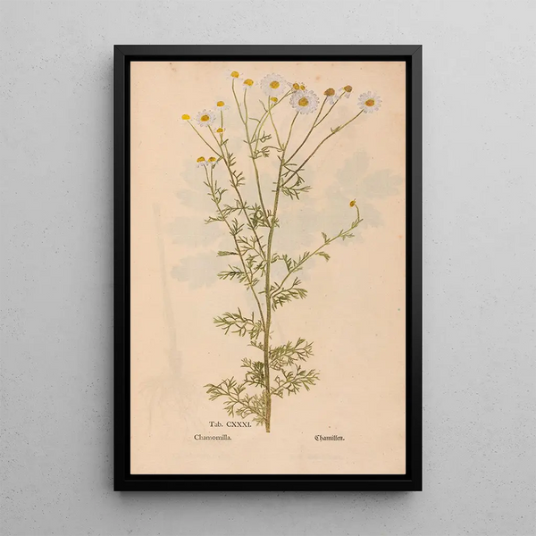 Christian Gottlieb Ludwig - Ectypa vegetabilium Pl131.webp