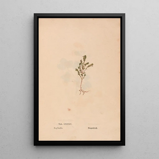 Christian Gottlieb Ludwig - Ectypa vegetabilium Pl135.webp