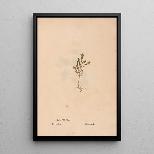 Christian Gottlieb Ludwig - Ectypa vegetabilium Pl135.webp