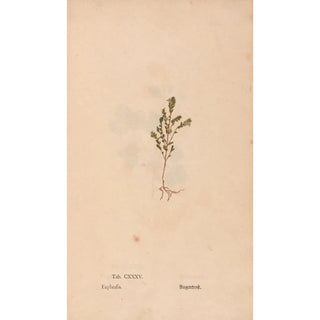 Christian Gottlieb Ludwig - Ectypa vegetabilium Pl135.webp