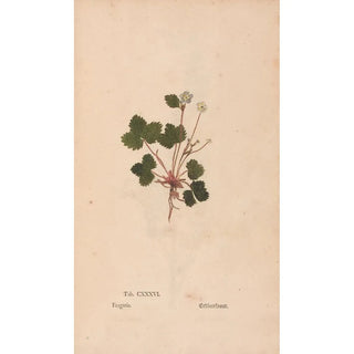 Christian Gottlieb Ludwig - Ectypa vegetabilium Pl136.webp