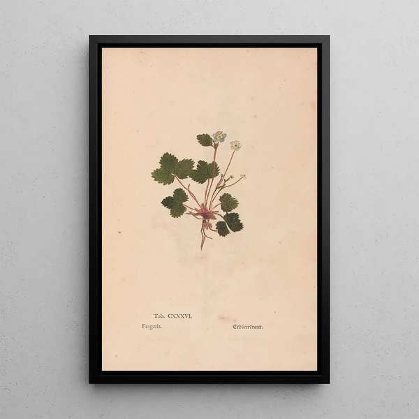 Christian Gottlieb Ludwig - Ectypa vegetabilium Pl136.webp