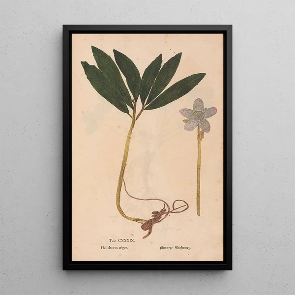 Christian Gottlieb Ludwig - Ectypa vegetabilium Pl139.webp