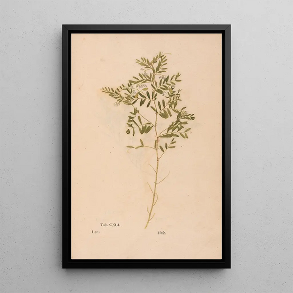 Christian Gottlieb Ludwig - Ectypa vegetabilium Pl141.webp