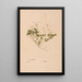 Ectypa vegetabilium Pl142 - Christian Gottlieb Ludwig — gerahmtes Bild an der Wand