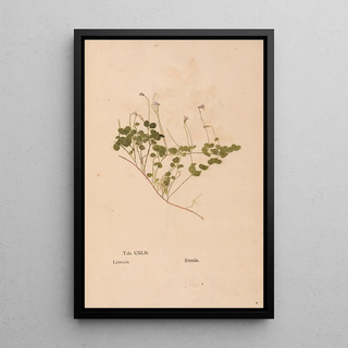 Christian Gottlieb Ludwig - Ectypa vegetabilium Pl142.webp