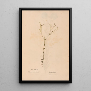 Christian Gottlieb Ludwig - Ectypa vegetabilium Pl143.webp