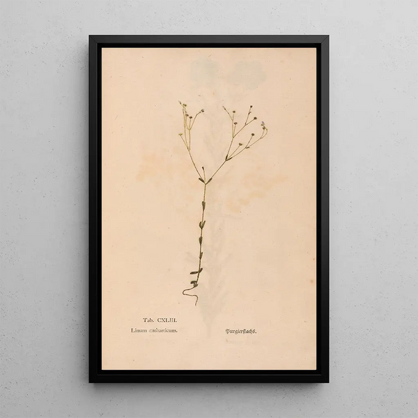 Christian Gottlieb Ludwig - Ectypa vegetabilium Pl143.webp