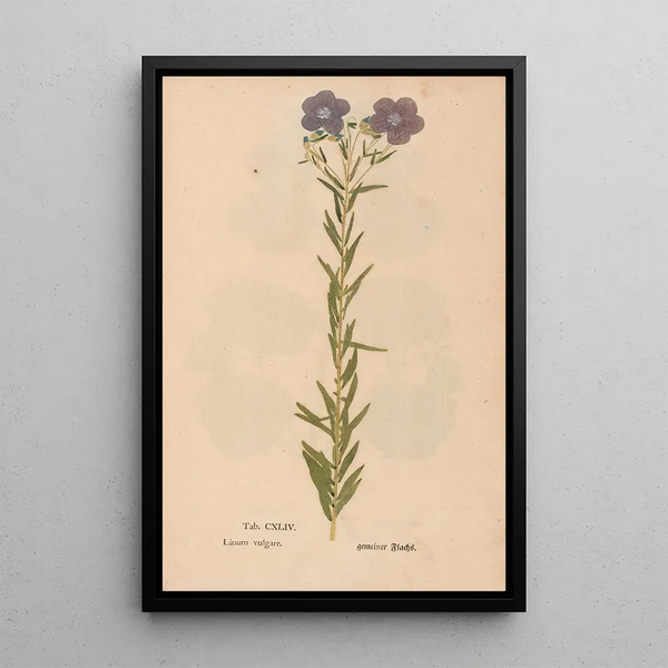 Christian Gottlieb Ludwig - Ectypa vegetabilium Pl144.webp