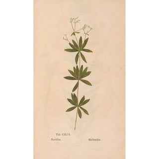 Christian Gottlieb Ludwig - Ectypa vegetabilium Pl146.webp