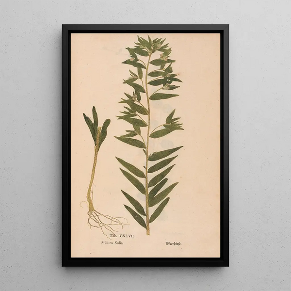 Christian Gottlieb Ludwig - Ectypa vegetabilium Pl147.webp