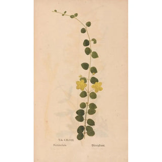 Christian Gottlieb Ludwig - Ectypa vegetabilium Pl148.webp