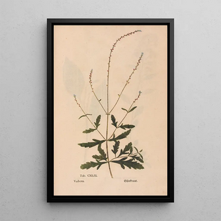 Christian Gottlieb Ludwig - Ectypa vegetabilium Pl149.webp