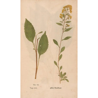 Christian Gottlieb Ludwig - Ectypa vegetabilium Pl150.webp