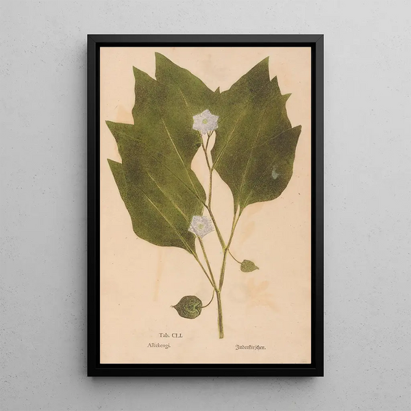 Christian Gottlieb Ludwig - Ectypa vegetabilium Pl151.webp