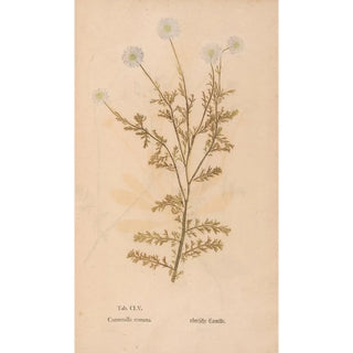 Christian Gottlieb Ludwig - Ectypa vegetabilium Pl155.webp