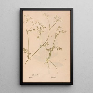 Christian Gottlieb Ludwig - Ectypa vegetabilium Pl156.webp