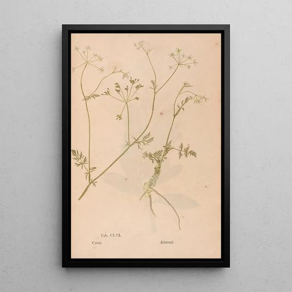 Christian Gottlieb Ludwig - Ectypa vegetabilium Pl156.webp
