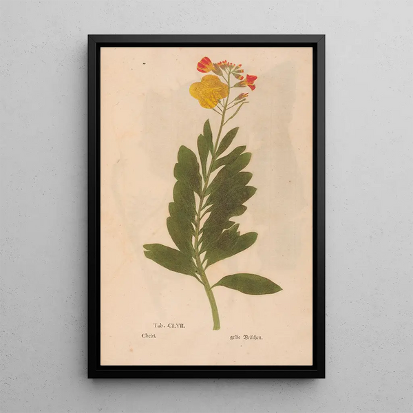 Christian Gottlieb Ludwig - Ectypa vegetabilium Pl157.webp