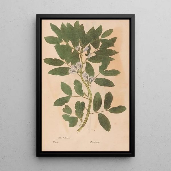 Christian Gottlieb Ludwig - Ectypa vegetabilium Pl159.webp