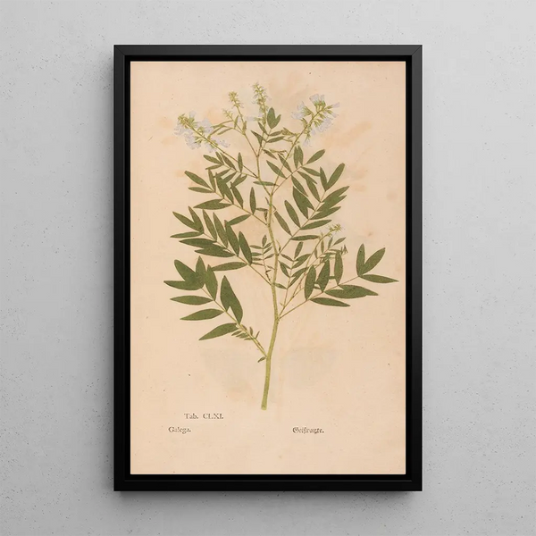 Christian Gottlieb Ludwig - Ectypa vegetabilium Pl161.webp