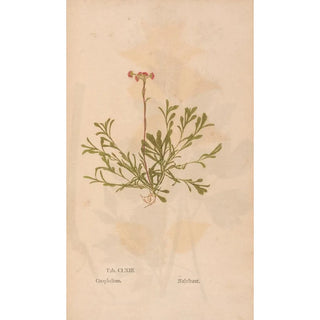 Christian Gottlieb Ludwig - Ectypa vegetabilium Pl163.webp